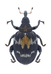 Beetle Tachyerges salicis on a white background