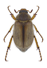 Beetle Amphimallon solstitiale on a white background