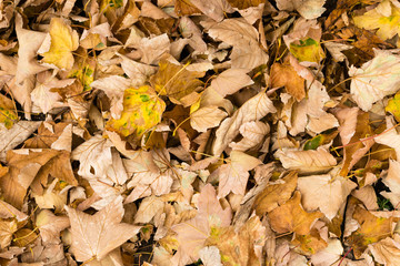 The colors of the leaves in autumn