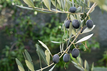 Beautiful ripe olives on tree branch