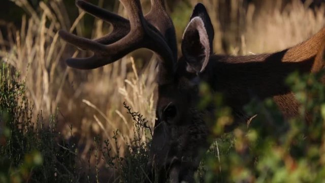 Mule Deer Buck Grazing