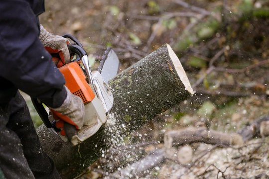 Cutting Tree With Chainsaw