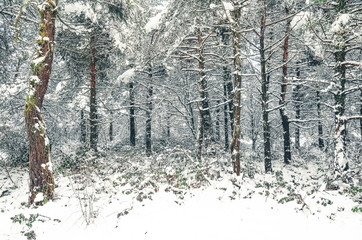 sierra salvada in snowy winter, Basque country, Spain, Europe
