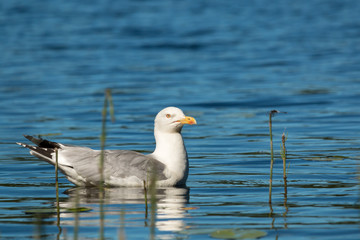 European herring gull looking at a whiteface dragonfly