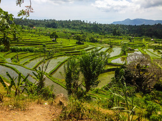 Rice Terraces in Bali Island, Indonesia