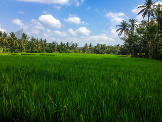 Rice Terraces in Bali Island, Indonesia