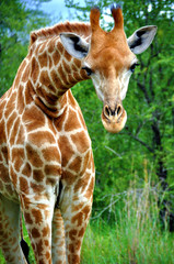Giraffe in South Africa