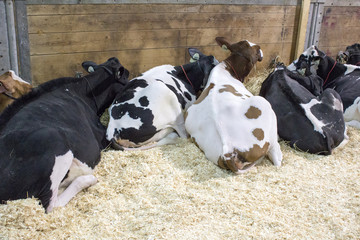 Cows in a row