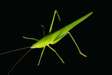 Green bush cricket isolated on black background