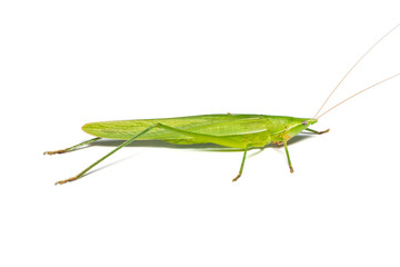 Green bush cricket isolated on white background