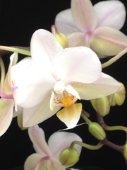 Fototapeta na wymiar Blüte