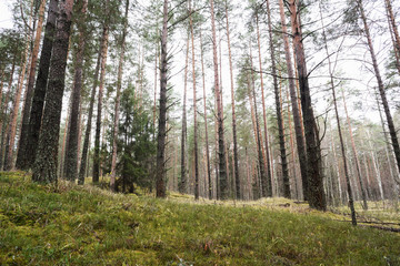 Pine forest with bright green moss in late autumn