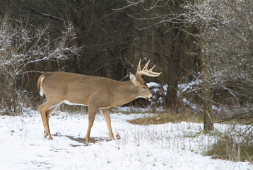 Naklejka na ściany i meble White-tailed deer buck walking in the falling snow in late autumn in Ottawa, Canada