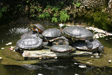 turtles