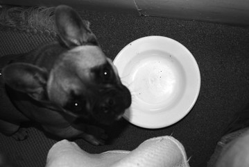 dog at empty bowl
