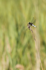 Broad-bodied chaser dragonfly on a dried reed