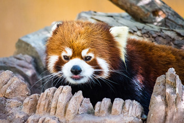 Red Panda