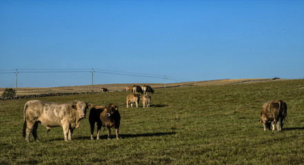 Bétail en Aubrac à Recoules-d'Aubrac, Lozère, France