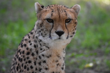 Obraz na płótnie Canvas Cheetah looking