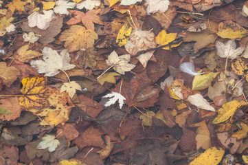 feuilles mortes dans l'eau en automne 