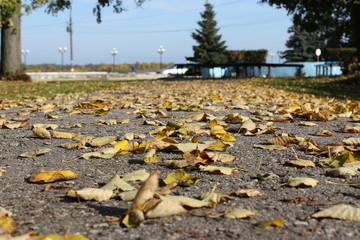 Obraz premium листья