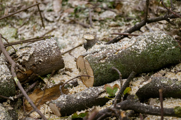 cutted wood on ground