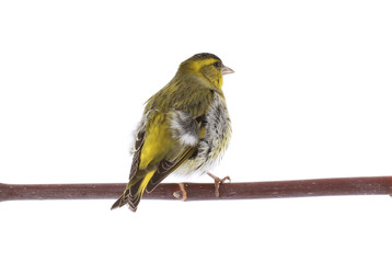 male siskin