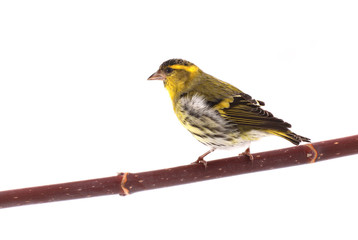 male siskin