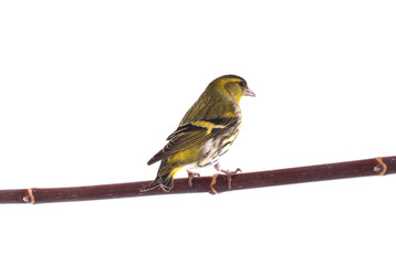 male siskin