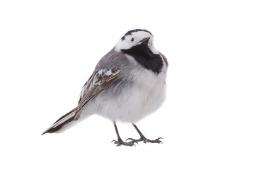 White Wagtail