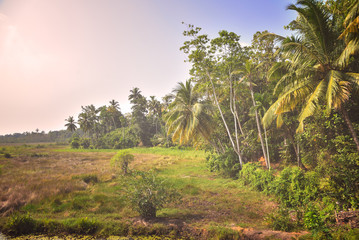 Obraz premium wild jungle 