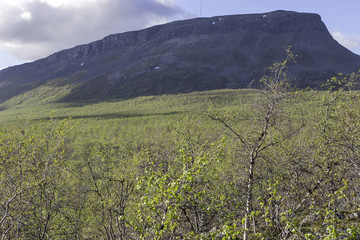Mountain and tree