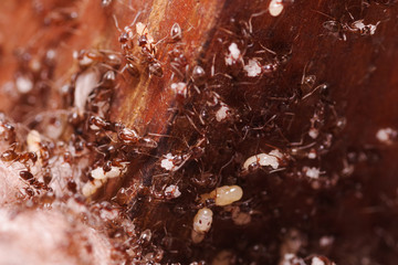 Wood ants, Formica extreme close up with high magnification, carrying their eggs to anew home, this ant is often a pest in houses, in a wooden background