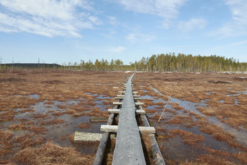 Hiking path in the swamp