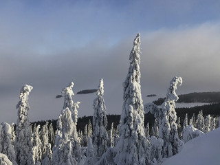 Frosted trees and lake