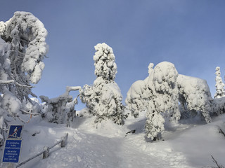 Frosted trees and mountain