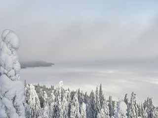 Frosted trees and lake