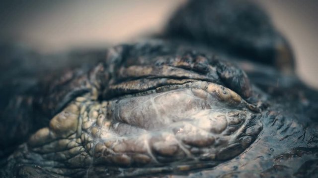the crocodile closes and opens the eyes closeup
