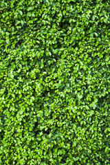 small plants background