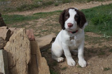 springer spaniel puppy