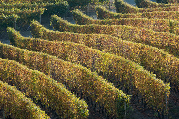 autunno nelle Langhe
