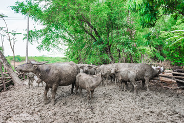 Obraz premium Thai buffalo dirty mud in the cage,selective focus
