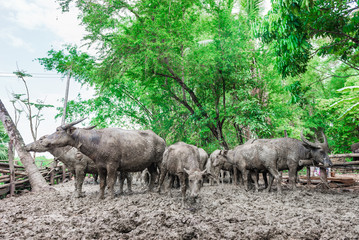 Naklejka na ściany i meble Thai buffalo dirty mud in the cage,selective focus