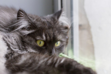 fluffy cat with yellow eyes