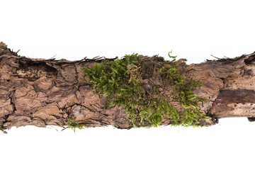 wooden stick with moss