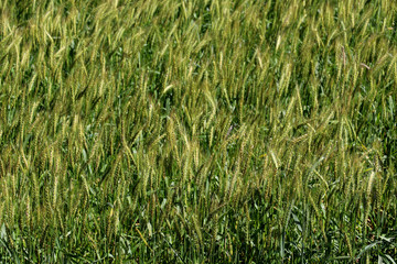 Green wheat fields, agricultural cultivation, technological advances in soil preparation. Wheat is a major ingredient in such foods as bread, biscuits, pancakes, pies, cakes, pastries, cookies, muffin