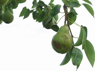 Green pears hanging on a growing pear tree against white background . Tuscany, Italy