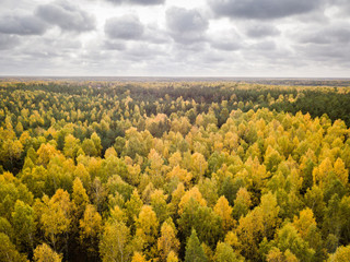 Amazing Aerial View of Orange and Green Autumn Forest, Latvia, Fall Wallpaper