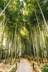 Obraz premium Bamboo forest Arashiyama near Kyoto, Japan