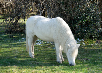 Naklejka na ściany i meble white pony grazing grass in the pastures